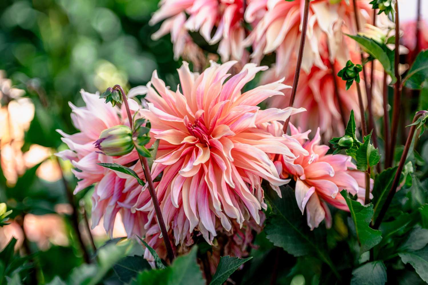 Dahlia 'Labyrinth'